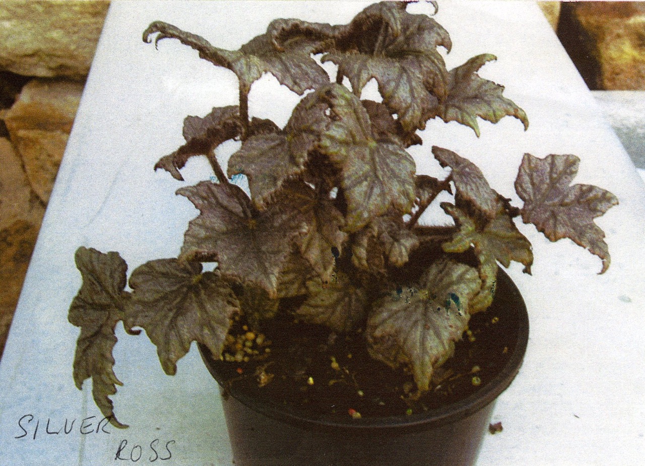 B. ‘Silver Ross’